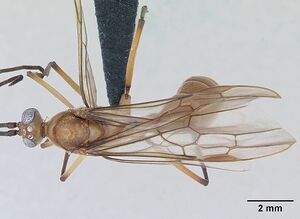 Diacamma scalpratum casent0173643 dorsal 1.jpg