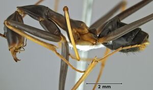 Leptomyrmex rothneyi ANIC32-062458 side 12.5-Antwiki.jpg