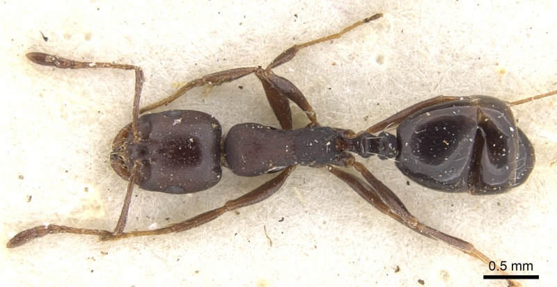 File:Monomorium delagoense casent0902197 d 1 high.jpg