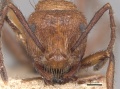 Myrmicaria opaciventris