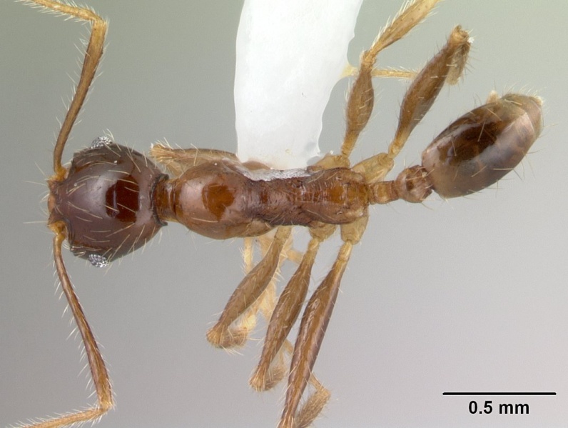 File:Pheidole oceanica casent0178432 d 1 high.jpg