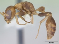 Pseudomyrmex boopis inbiocri001281684 profile 1.jpg