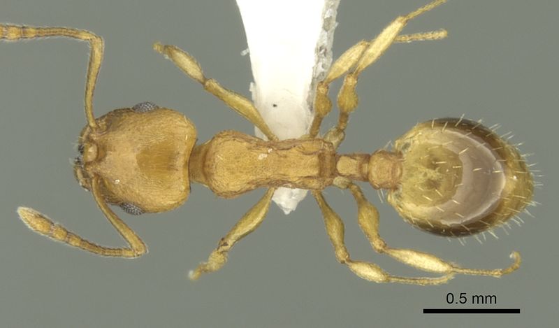 File:Temnothorax lucidus casent0906679 d 1 high.jpg