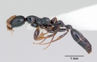 Tetraponera allaborans casent0103239 profile 1.jpg