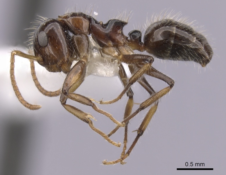 File:Camponotus hippocrepis casent0280160 p 1 high.jpg