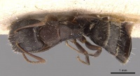 Camponotus silvestrii casent0905491 d 1 high.jpg