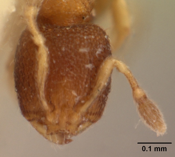 File:Carebara atoma casent0101462 head 3.jpg