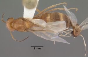 Dorymyrmex bureni casent0103862 dorsal 1.jpg