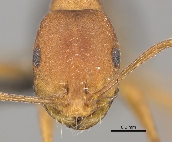 File:Monomorium rufulum casent0235927 h 1 high.jpg