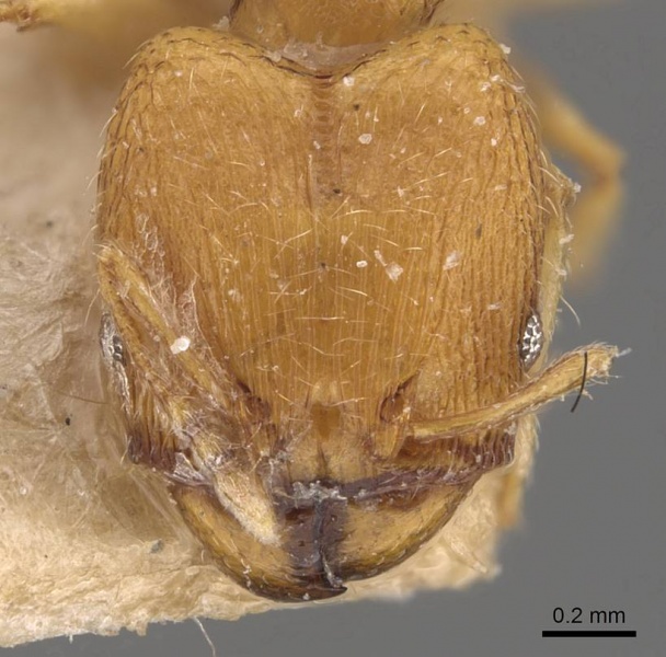 File:Pheidole parva casent0907991 h 1 high.jpg