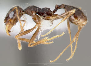 Pheidole psammophila casent0005768 profile 1.jpg