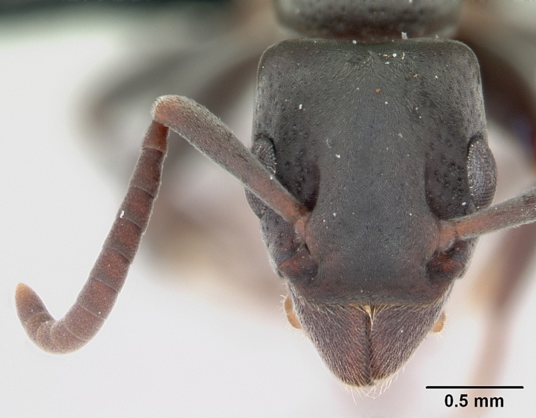 File:Platythyrea arthuri casent0498535 head 1.jpg