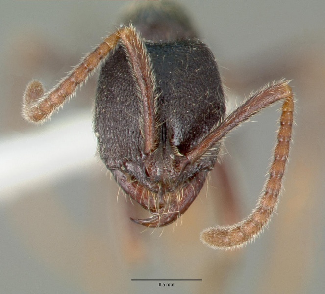 File:Simopelta laticeps castype09451 head 1.jpg