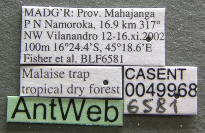 File:Technomyrmex difficilis casent0049968 label 1.jpg