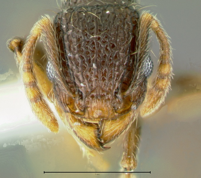 File:Tetramorium-tonganumH10x.jpg