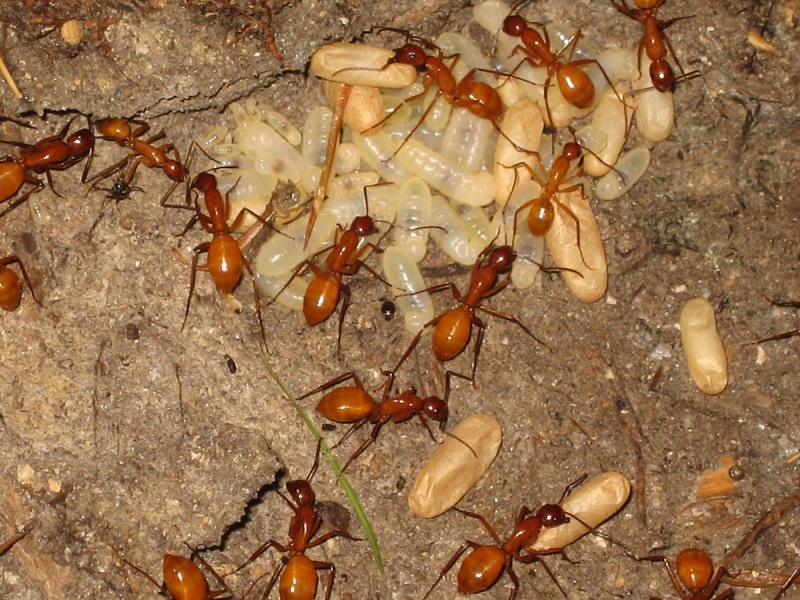 File:Camponotus-castaneus 1943.jpg