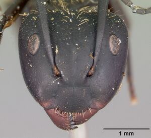 Camponotus darwinii casent0104626 head 1.jpg