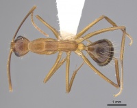 Camponotus landolti casent0249342 d 1 high.jpg