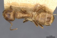 Camponotus semoni casent0910664 d 1 high.jpg