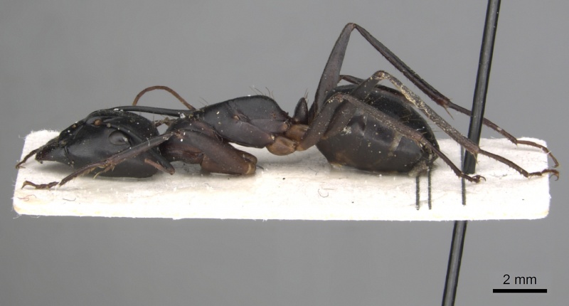 File:Camponotus sinaiticus casent0281013 p 1 high.jpg