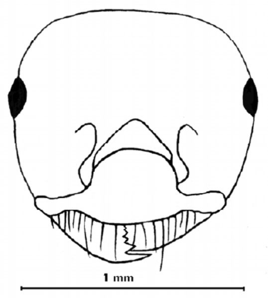 File:Crematogaster gordani 3.jpg