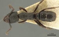 Ectomomyrmex insulanus casent0915665 d 1 high.jpg