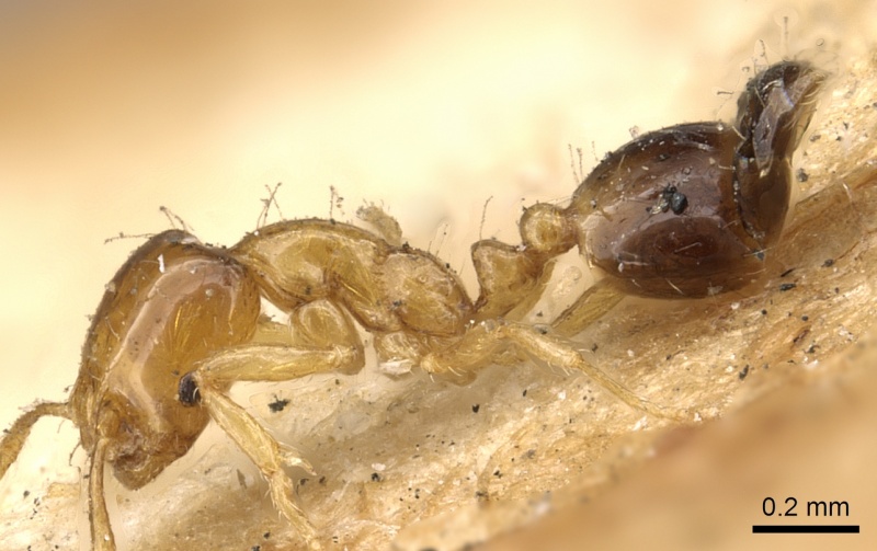 File:Monomorium intrudens casent0902283 p 1 high.jpg