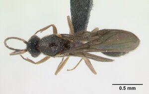 Monomorium termitobium casent0133428 dorsal 1.jpg