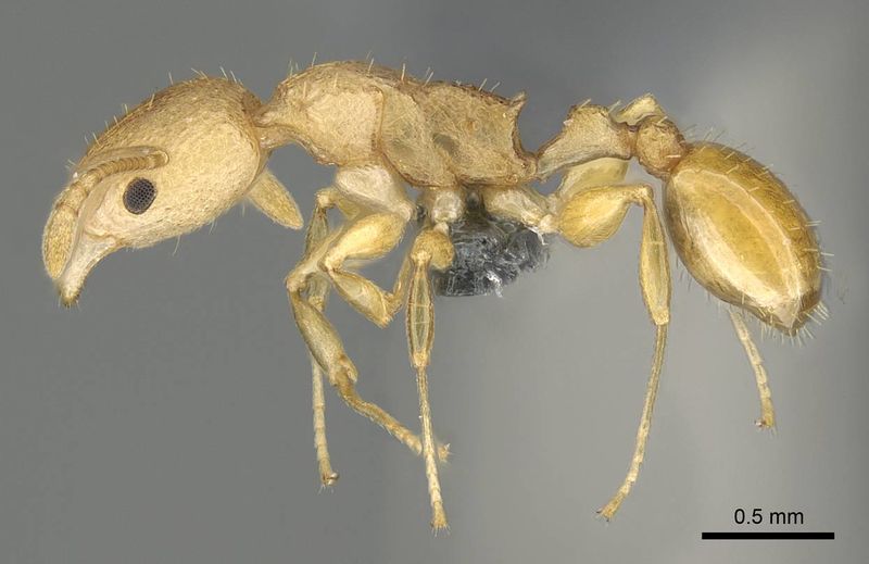 File:Nesomyrmex rugosus casent0374465 p 1 high.jpg