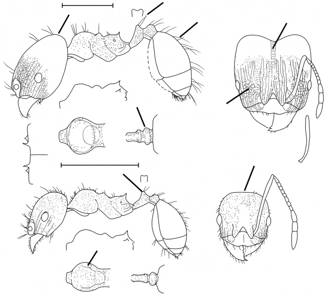 File:Pheidole vallicola Wilson 2003.jpg