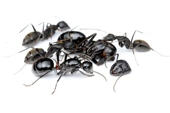 Polyrhachis lamellidens queen with Camponotus japonicus queen, workers, Taku Shimada (1).jpg