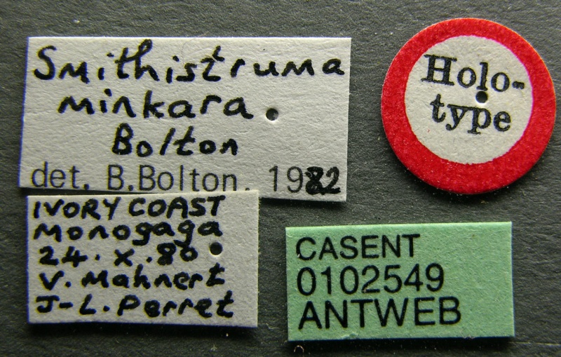 File:Pyramica minkara casent0102549 label 1.jpg