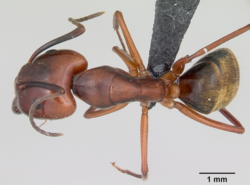 File:Camponotus aurosus casent0056473 dorsal 1.jpg