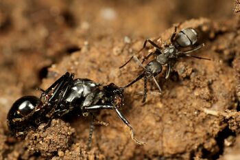 Camponotus japonicus worker attacking Polyrhachis lamellidens queen, Taku Shimada (2).jpg