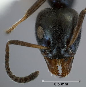 Iridomyrmex mirabilis head view