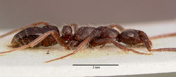 Leptogenys arnoldi sam-ent-0011530 profile 1.jpg