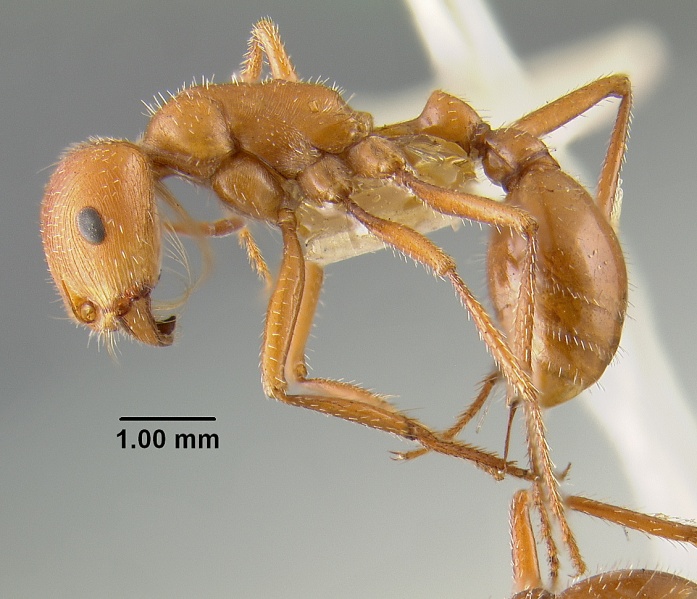 File:MCZ-ENT00020574 Pogonomyrmex californicus subsp maricopa hal.jpg