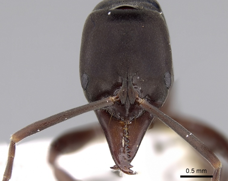 File:Pachycondyla australis casent0281891 h 1 high.jpg