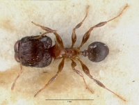 Pheidole striata castype06921 dorsal 1.jpg