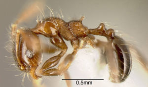 Pheidole tennantae casent0635535 p 1 high.jpg