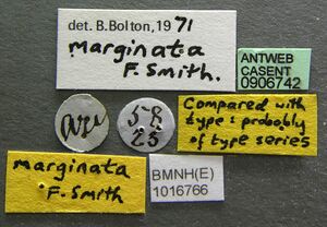 Polyrhachis marginata casent0906742 l 1 high.jpg