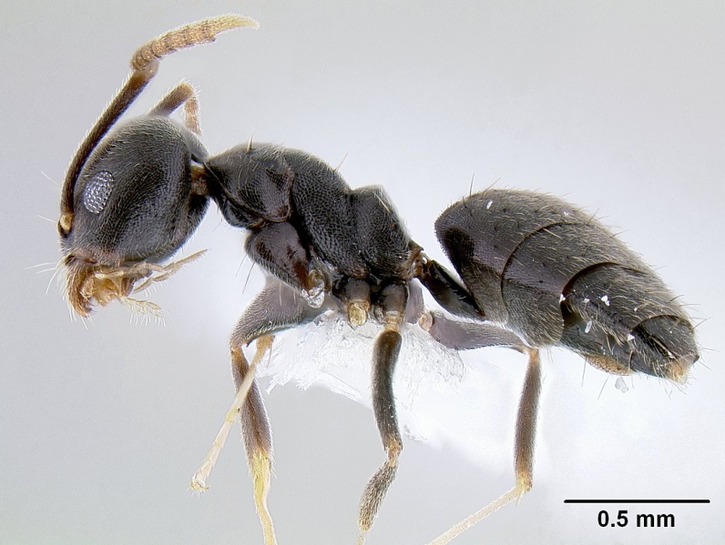 File:Technomyrmex difficilis casent0106111 profile 1.jpg