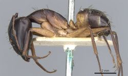 Camponotus desantii casent0903520 p 1 high.jpg