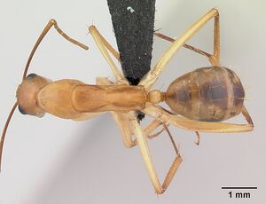 Camponotus maculatus casent0179509 dorsal 1.jpg