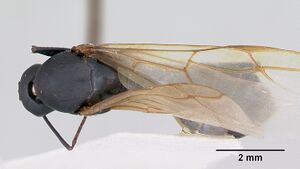 Camponotus noveboracensis casent0103350 dorsal 1.jpg