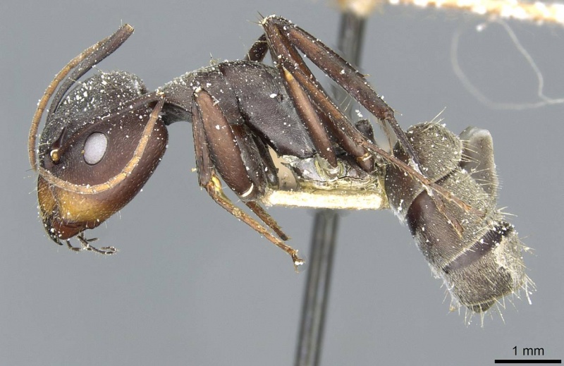 File:Camponotus rufoglaucus casent0911778 p 1 high.jpg