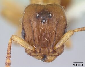 Harpagoxenus canadensis casent0178586 head 1.jpg