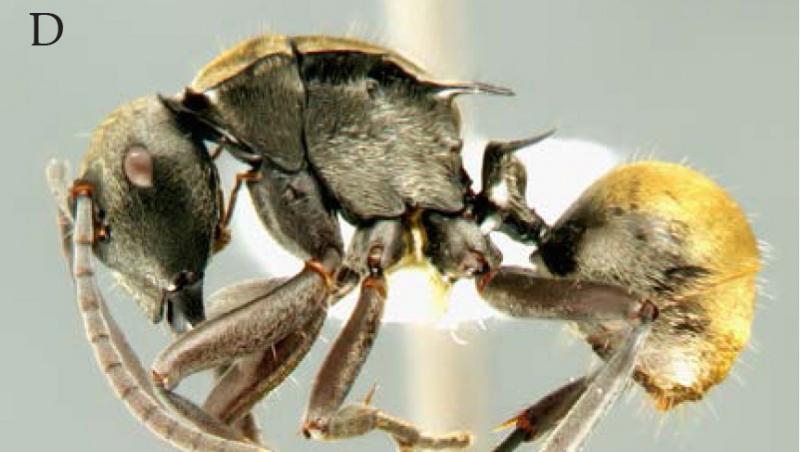 File:Kohout 2013c-50Polyrhachis-electra hal.jpg