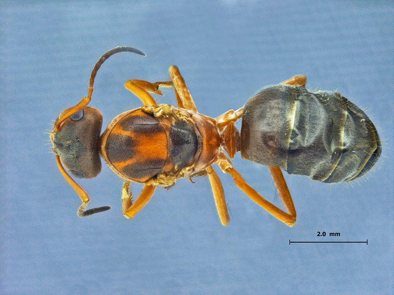 File:Lasius-gebaueri-dorsal-am-lg.jpg