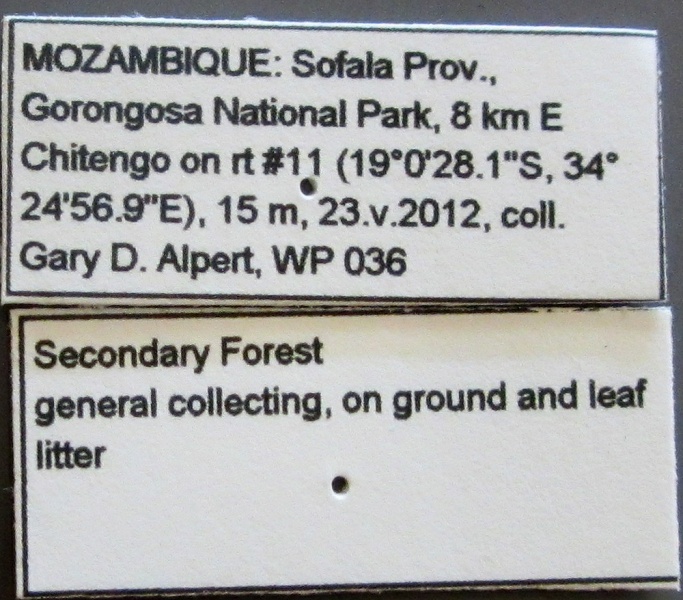 File:MCZ ENT Odontomachus troglodytes 001 lbs.jpg